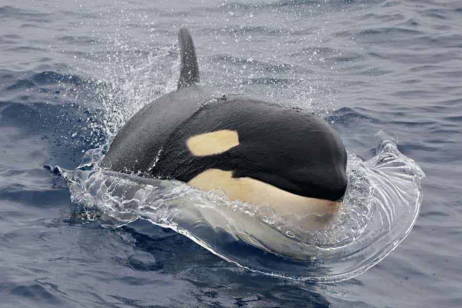 Bremer Canyon Orca Experience from Bremer Bay - The trip out: 19 nautical miles and a fast reach to the action