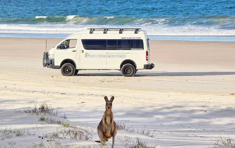 Bribie Island: 4WD, Kayak, and WWII Bunker Tour - The 4WD Beach Drive: Where the Sand Meets the Sea Breeze
