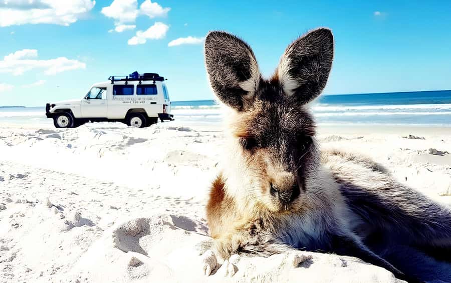 Bribie Island: 4WD, Kayak, and WWII Bunker Tour - WWII Fort Bribie Bunkers: Coastal Defence You Can Walk Through