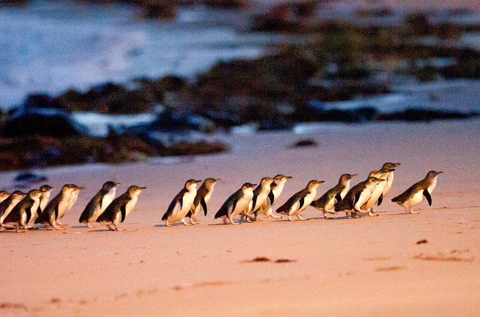 Brighton Bath Boxes & Puffing Billy & Penguin Parade 1-Day Tour - Price and Value: What $91.81 Covers (and What You’ll Pay Extra)