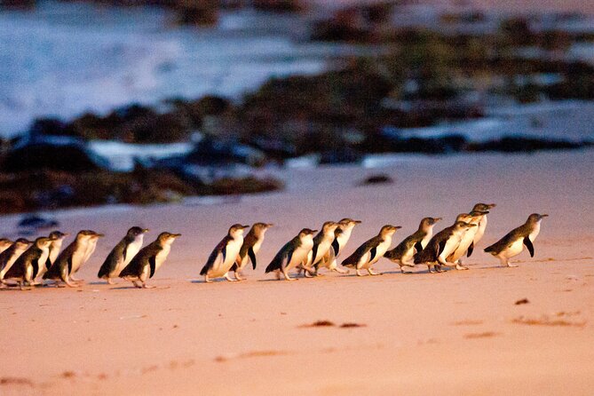 Brighton Bath Boxes & Puffing Billy & Penguin Parade 1-Day Tour - Maru Koala and Animal Park: The Wildlife Stop You Can Choose to Upgrade