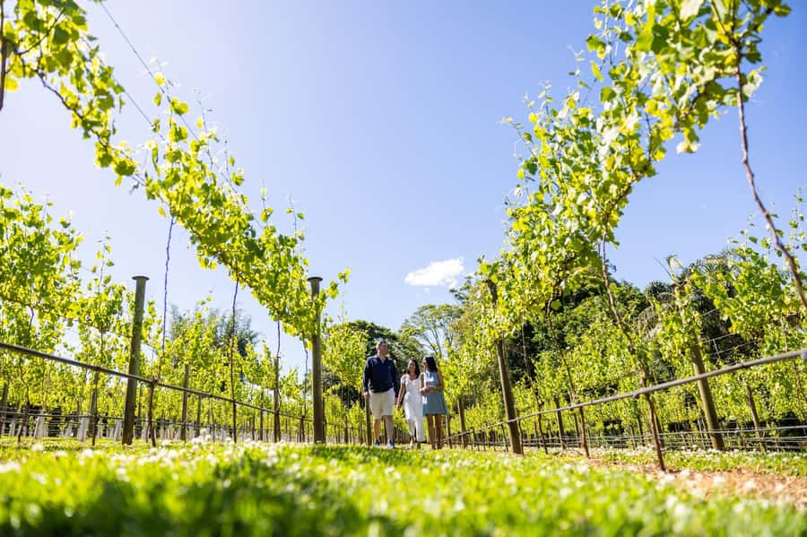 Brisbane: Boutique Winery Tour with Gourmet Lunch - Door-to-Door Pickup and the Pace of an 8-Hour Day