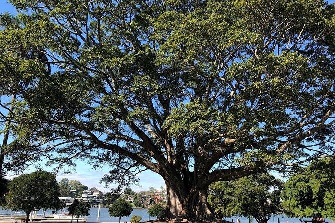 Brisbane City Highlights Sightseeing Tour - Mt Coot-tha Summit Lookout: Yugara Honey, Then City Views