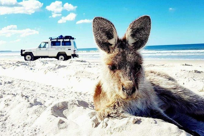 Brisbane day trip to Bribie Island - 4WD beach-and-lagoon day trips from Brisbane: why this one works