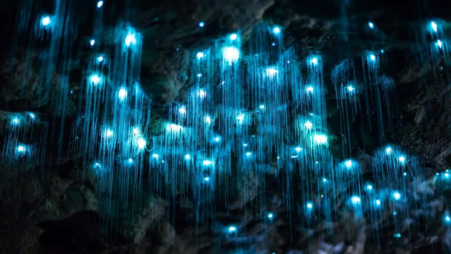 Brisbane: Daytime Glow Worm Caves Hop-on Hop-off Bus Tour - Four Hours of Hop-On Hop-Off Freedom: How to Choose Your Afternoon