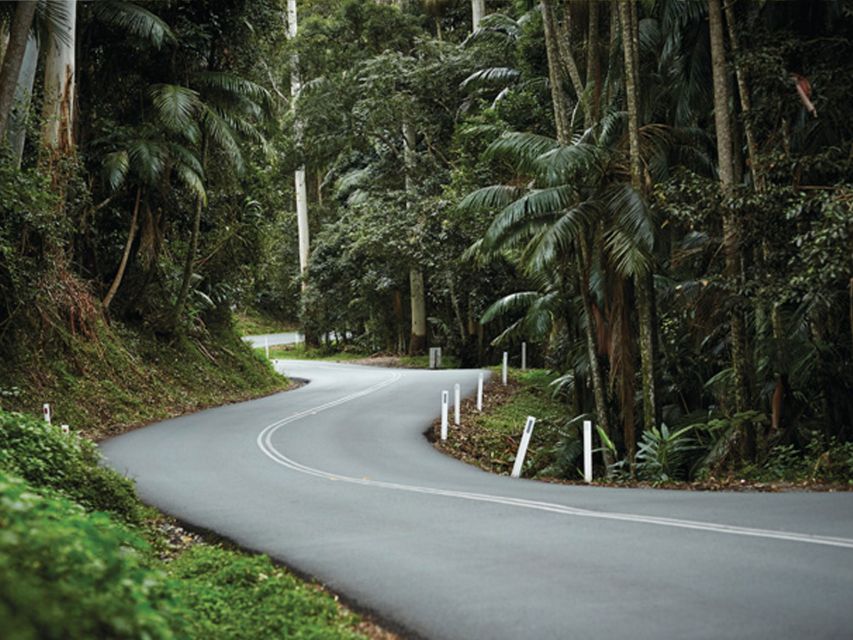 Brisbane: Daytime Glow Worm Caves Hop-on Hop-off Bus Tour - Price and Value: Is $95 Worth It?