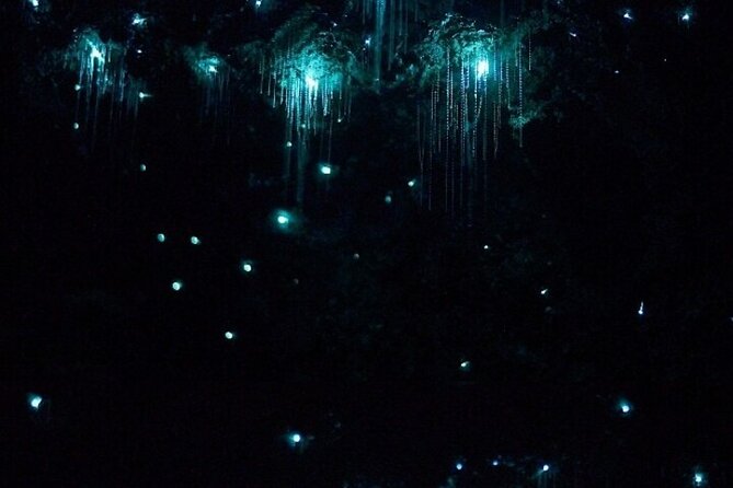 Brisbane: Glow Worms, Sunset, Telescope Stargazing & Dinner - One Ticket, One Late-Starting Day: How the Flow Works