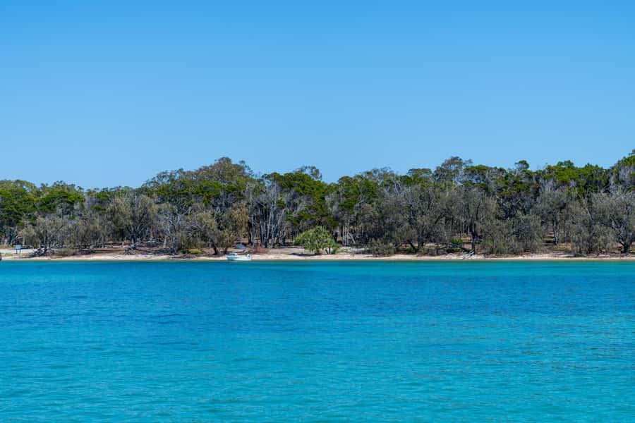 Brisbane: Half-Day Moreton Bay Sailing Cruise with Antipasto - Wildlife spotting: what you can realistically keep an eye out for