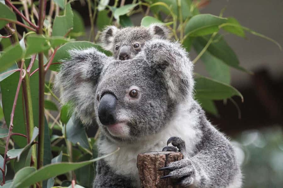 Brisbane: Lone Pine Koala Sanctuary Day Pass - Key highlights at a glance