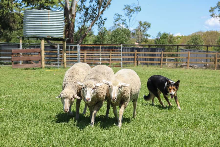 Brisbane: Lone Pine Koala Sanctuary Day Pass - Wildlife shows and keeper talks: why they’re worth your time