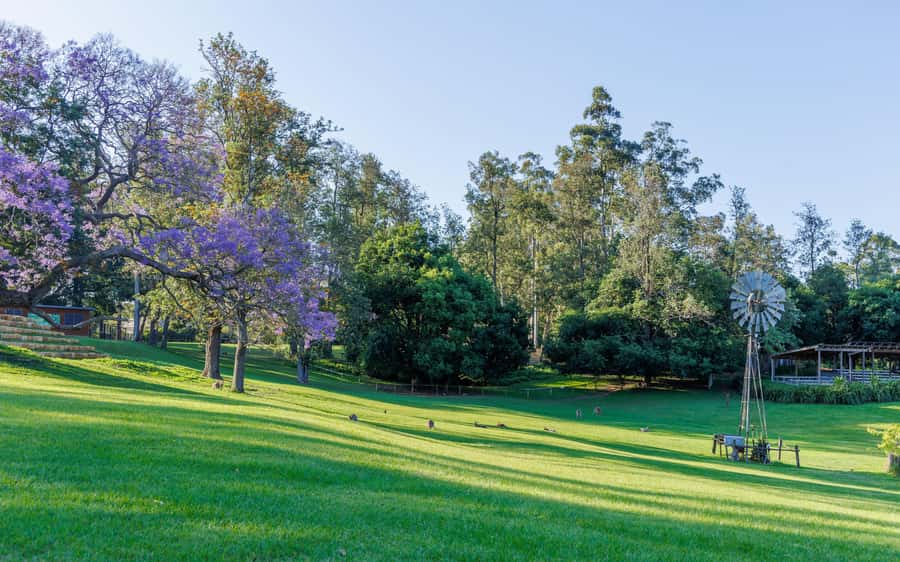 Brisbane: Lone Pine Koala Sanctuary Day Pass - What to bring (and what’s a hard no)