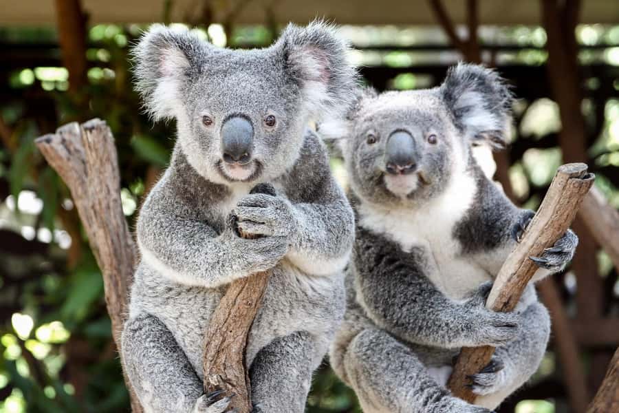 Brisbane: Lone Pine Koala Sanctuary Day Pass - Arrive early and plan around scheduled keeper moments