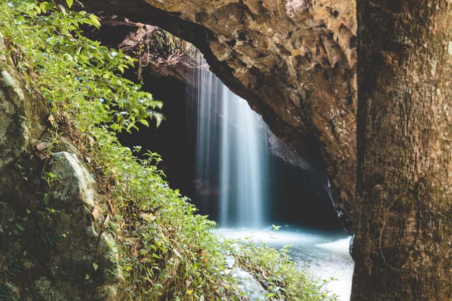 Brisbane: Rainforests, Waterfalls and Glow Worm Cave Tour - Gondwana rainforests and glow worms, without the hassle