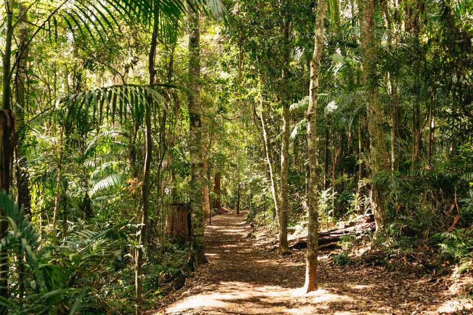 Brisbane: Rainforests, Waterfalls and Glow Worm Cave Tour - Numinbah Valley drive: the scenic buffer you didn’t know you needed