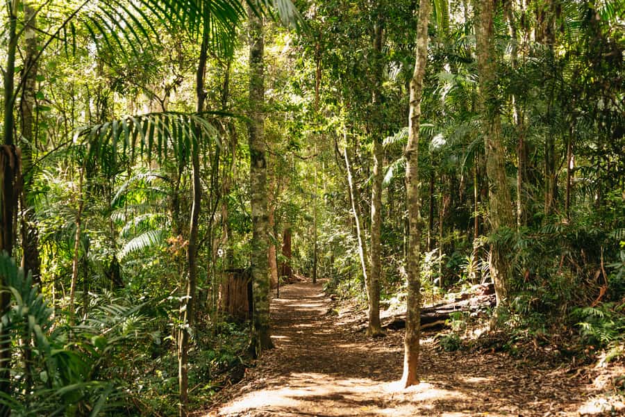 Brisbane: Rainforests, Waterfalls and Glow Worm Cave Tour - Curtis Falls walking track: where the day starts calm