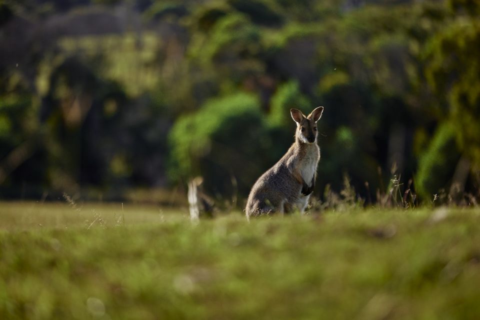 Brisbane: Sirromet Winery Tour with Tasting & 2-Course Lunch - Who This Tour Is Best For