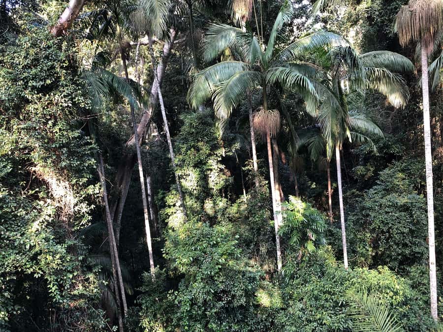 Brisbane: Springbrook and Mt Tamborine Glow Worm and Skywalk - Key points at a glance