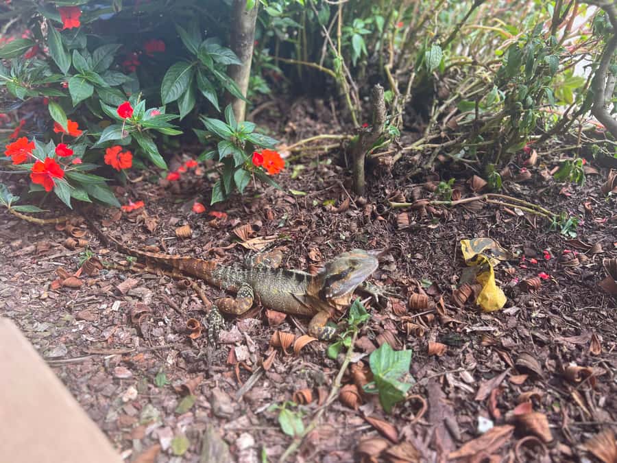 Brisbane: Springbrook and Mt Tamborine Glow Worm and Skywalk - Tamborine Rainforest Skywalk: the day’s biggest wow factor