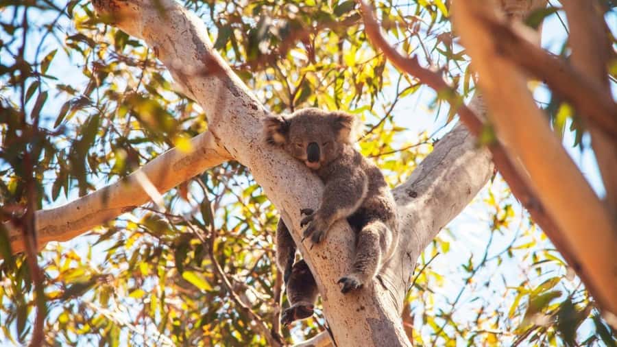 Brisbane to North Stradbroke Island Day: Wildlife & Beaches - Brisbane To Minjerribah: The Day Starts on Water