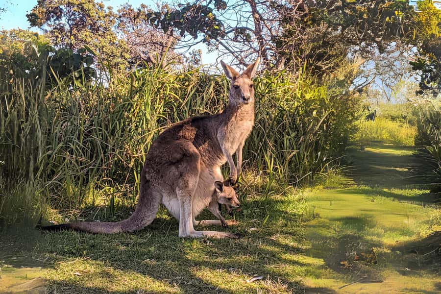 Brisbane to North Stradbroke Island Day: Wildlife & Beaches - Cylinder Beach: The Swim Break That Makes It Feel Like a True Day Out
