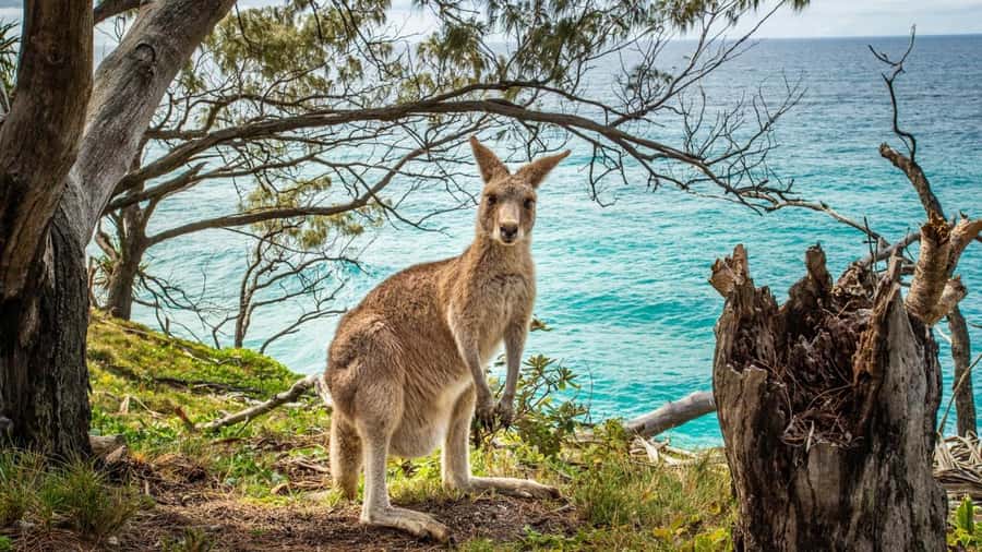 Brisbane to North Stradbroke Island Day: Wildlife & Beaches - Wildlife You Might See: A Reality-Based Expectation