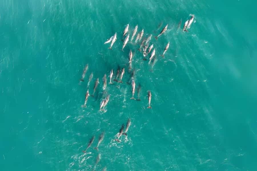 Brisbane to North Stradbroke Island Day: Wildlife & Beaches - The Guides: Why People Keep Mentioning Their Spotting and Pace