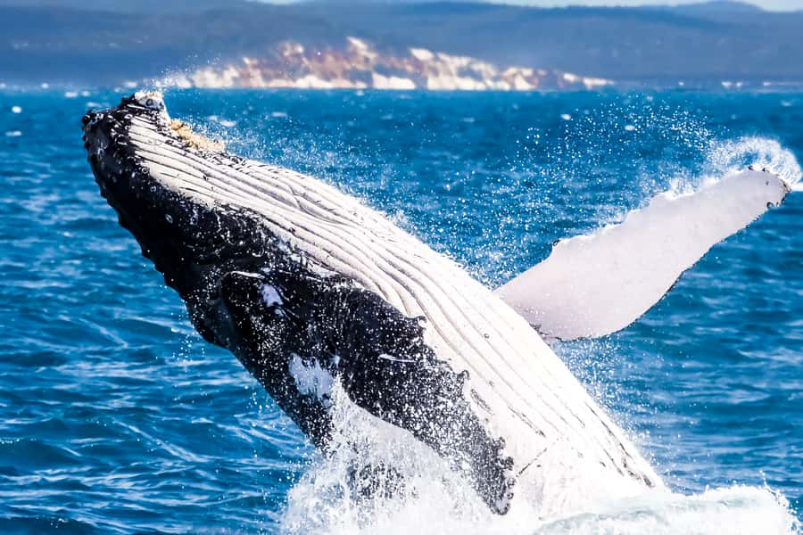 Brisbane: Whale Watching Cruise with Lunch - Key Things to Know Before You Go