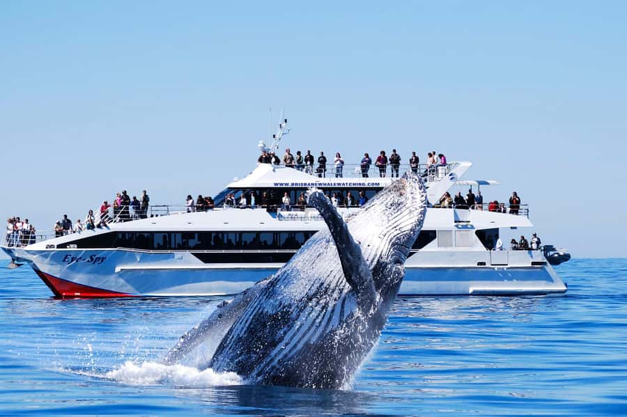 Brisbane: Whale Watching Cruise with Lunch - Captain Kerry Lopez and the Whale Facts That Actually Help You See