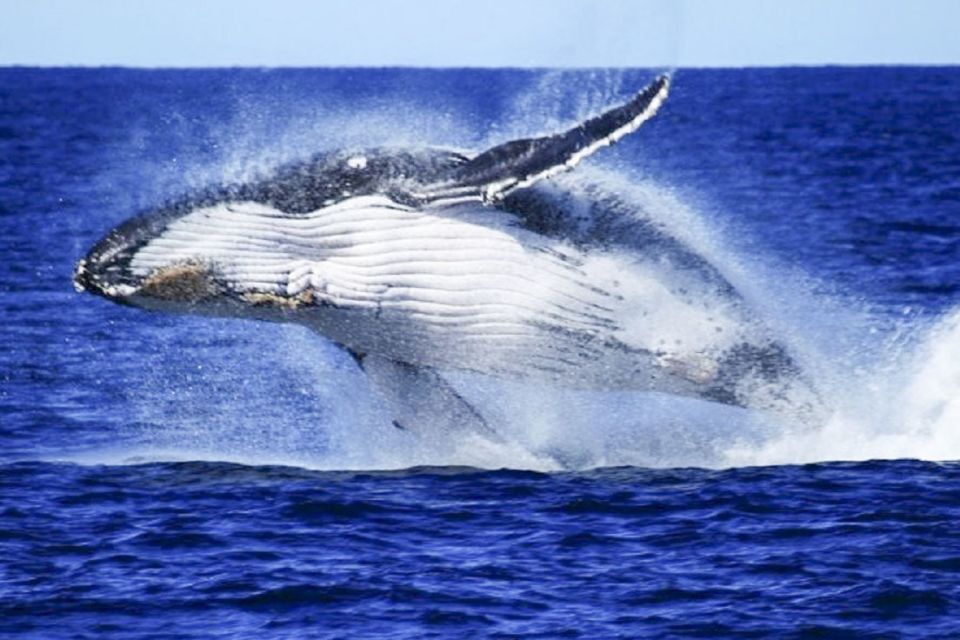 Brisbane: Whale Watching Cruise with Lunch - Pickup, Meeting Points, and What to Do If You Want It to Feel Easy