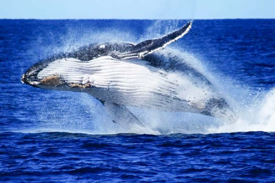 Brisbane: Whale Watching Cruise with Lunch - MV Eye Spy Catamaran: A Smooth Ride with a Real-World Safety Mindset