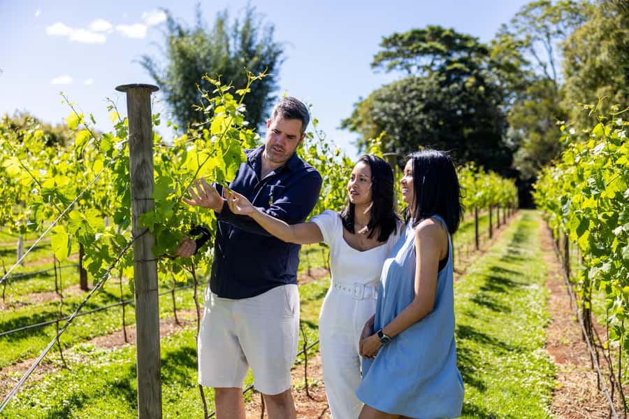 Brisbane: Wine Tasting - Hop on Hop off Tour to Mt Tamborine - The hop-on hop-off afternoon: choosing your own Tamborine Mountain pace