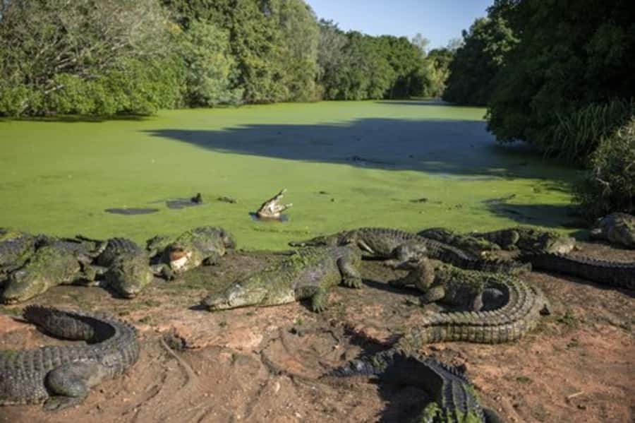 Broome: Malcolm Douglas Crocodile Park Tour with Transfers - Key Things You’ll Enjoy