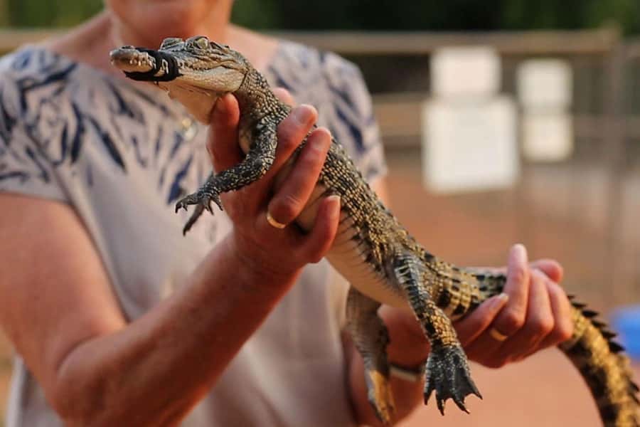 Broome: Malcolm Douglas Crocodile Park Tour with Transfers - Should You Book? My Take