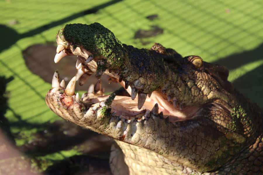Broome: Malcolm Douglas Crocodile Park Tour with Transfers - 2,500+ Crocodiles, Including Baby Crocs You Can Actually Learn From