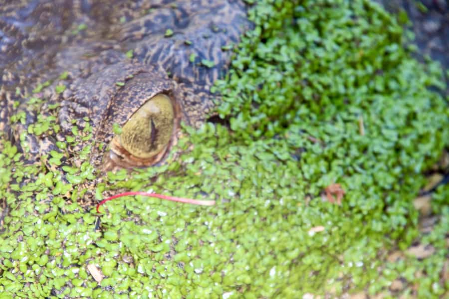Broome: Malcolm Douglas Crocodile Park Tour with Transfers - Rogue Crocodile Alley: Up Close and Still Guided
