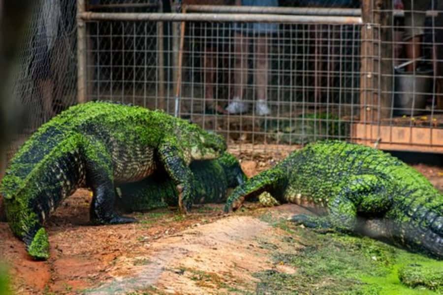 Broome: Malcolm Douglas Crocodile Park Tour with Transfers - Malcolm Douglas: Why This Founder’s Story Matters