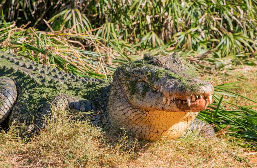 Broome: Malcolm Douglas Crocodile Park Tour with Transfers - Transport and Timing: The Real Convenience You’re Paying For