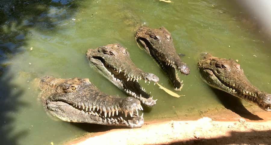 Broome: Malcolm Douglas Crocodile Park Tour with Transfers - Price and Value: Is $56 a Good Deal?