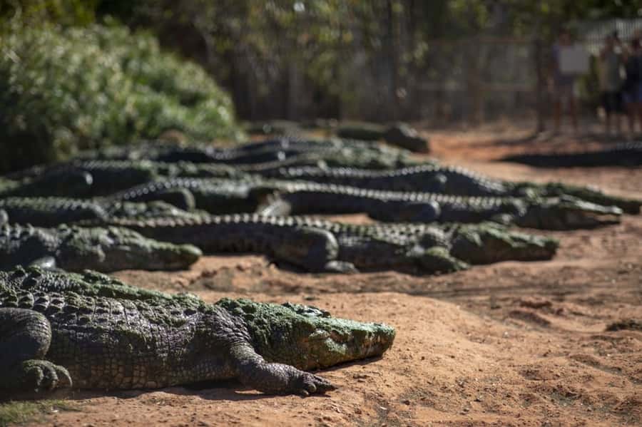 Broome: Matso's Brewery, Museum & Crocodile Park Combo Tour - Key things that make this tour worth your time