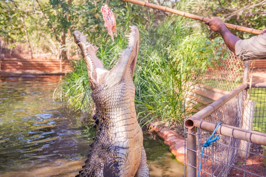 Broome: Matso's Brewery, Museum & Crocodile Park Combo Tour - How the half-day “BroomeTime Afternoon” fits together