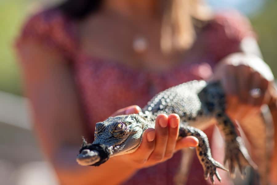 Broome: Matso's Brewery, Museum & Crocodile Park Combo Tour - Broome Historical Museum: heritage buildings, big themes, and air-conditioning