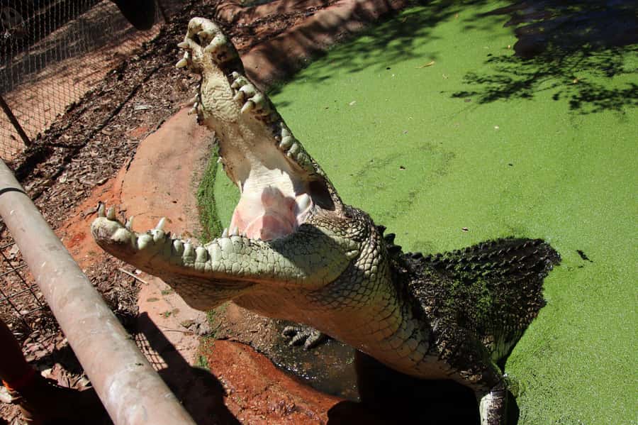 Broome: Matso's Brewery, Museum & Crocodile Park Combo Tour - The real value question: what you pay for at about $92
