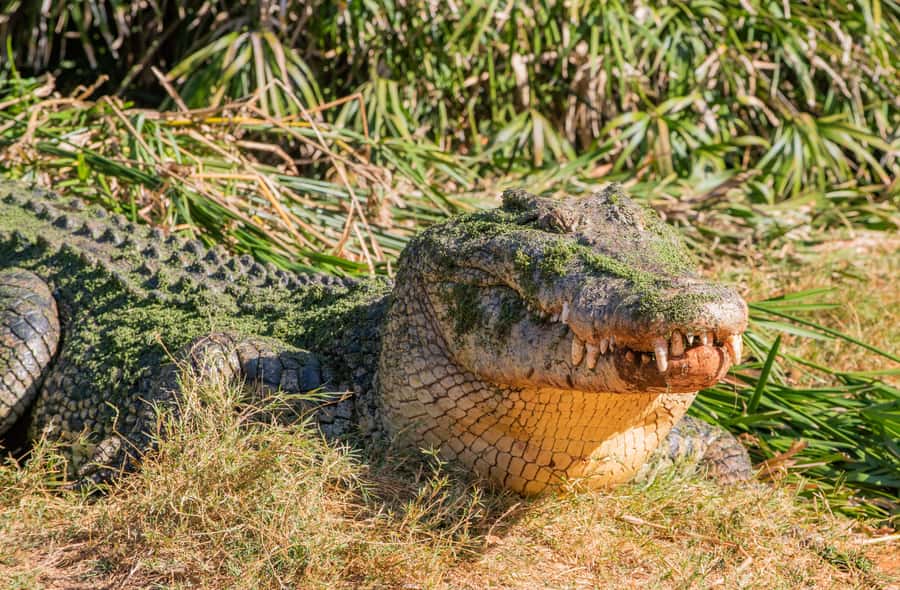 Broome: Matso's Brewery, Museum & Crocodile Park Combo Tour - Guides make it better: Jane and Brenda’s style of extras