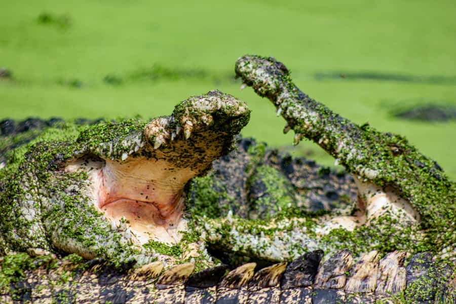 Broome: Matso's Brewery, Museum & Crocodile Park Combo Tour - Pickup in Broome: the logistics that make the day easier