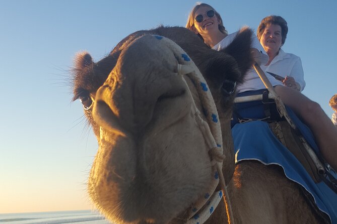 Broome Pre-sunset Camel Tour 30 minutes - The camel history part: what you get besides the ride