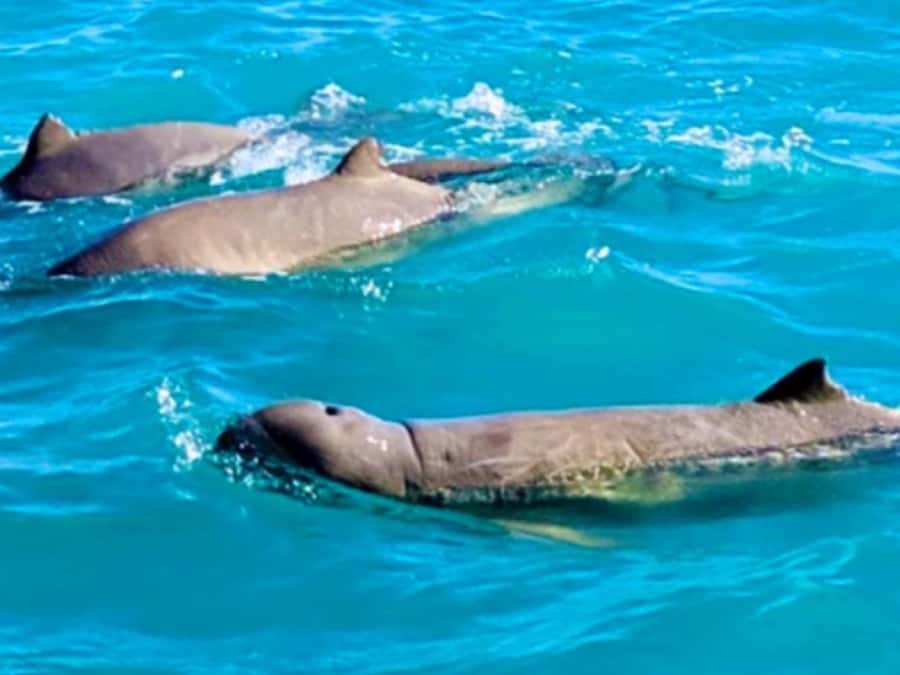 BROOME: SCENIC & PREHISTORIC CRUISE- Wine & Gourmet Platters - Before you even reach the beach: the Broome ride and quick stops