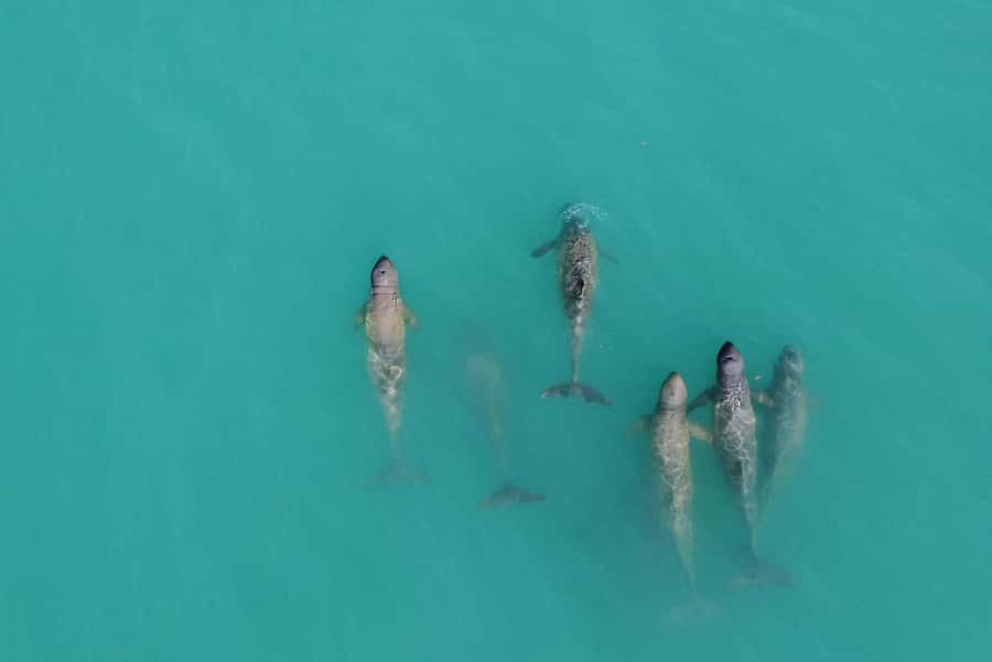 Broome: Snubfin Dolphin Cruises - Key things I’d mark on your map