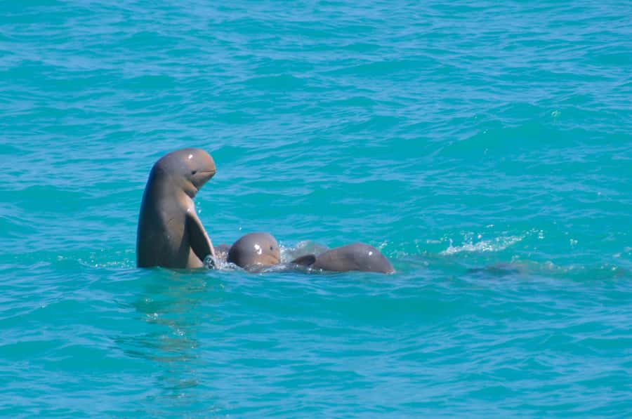 Broome: Snubfin Dolphin Cruises - Roebuck Bay’s snubfin dolphins: why this cruise feels different