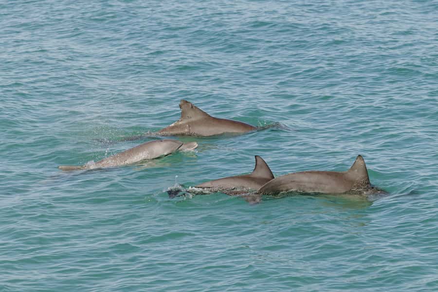 Broome: Snubfin Dolphin Cruises - Morning swim in the boom net: the highlight, when it’s running