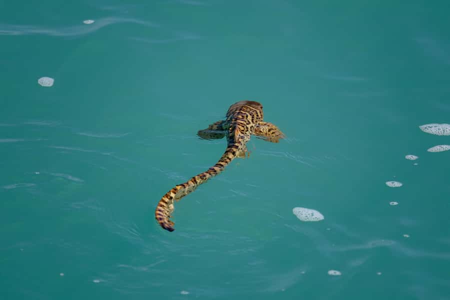 Broome: Snubfin Dolphin Cruises - Catamaran comfort: a 50-foot ride with a smooth feel